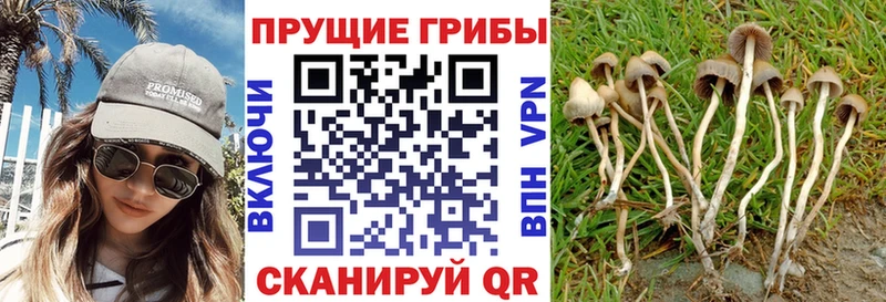 Галлюциногенные грибы Cubensis Миллерово